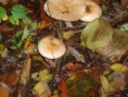 /album/integratie-3kk-1l/herfstwandeling-013-jpg/